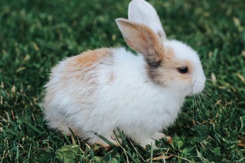 Free Close-up of a cute rabbit on green grass, showcasing its fluffy fur. Stock Photo