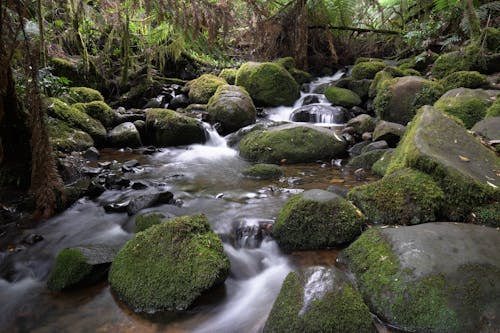 Gratis stockfoto met Bemoste rotsen, Bos, cascade