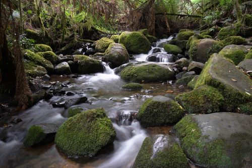 Free A tranquil forest stream flows over moss-covered rocks, creating a peaceful natural scene. Stock Photo
