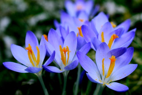 Purple Crocus Flowers in Bloom