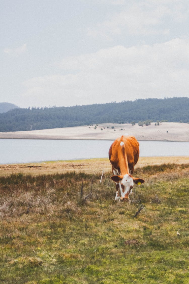 Brown Cow Eating Grass Near The Lake