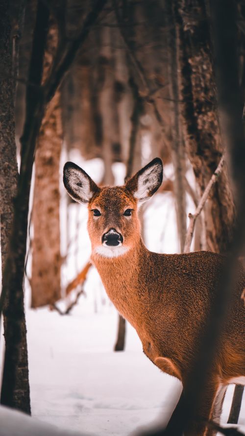 Free A curious white-tailed deer stands among snow-covered trees in a Quebec forest, showcasing winter wildlife. Stock Photo