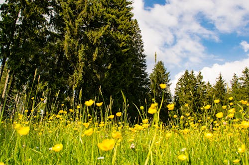 Kostenloses Stock Foto zu bayern, berge, blick auf die berge