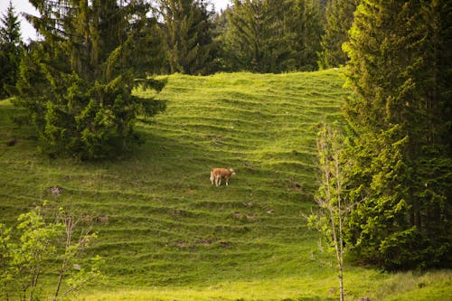 Photos gratuites de arbres, herbe, montagne