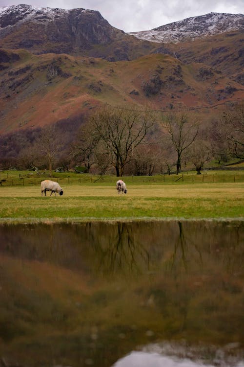 Základová fotografie zdarma na téma farma, hory, kopec