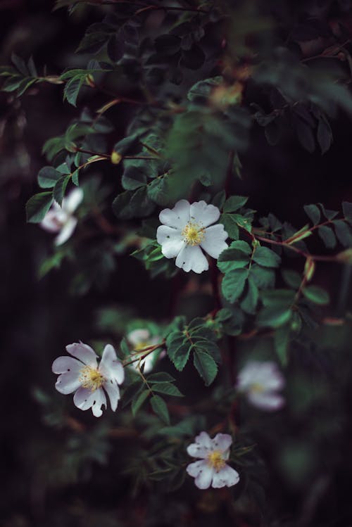 5 Petaled Flowers