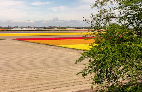 Foto profissional grátis de flores, jardim de flores, keukenhof