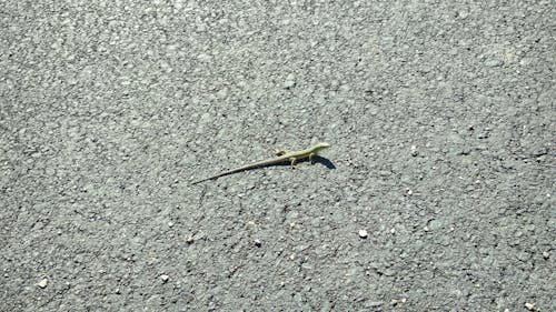 Free stock photo of animal, lizard, road