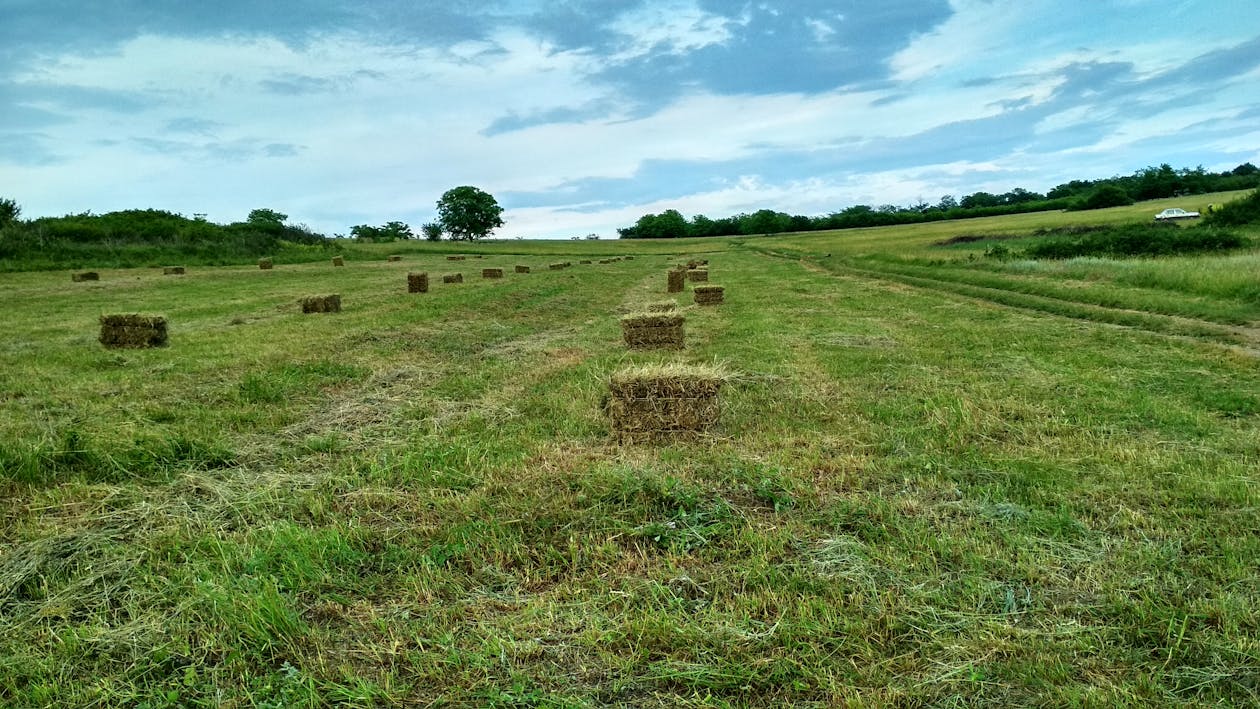 Free stock photo of field, grass, hay