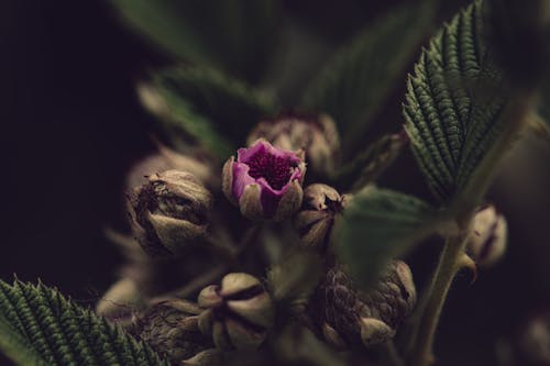 Blooming Flower Bud in Close-up Photography