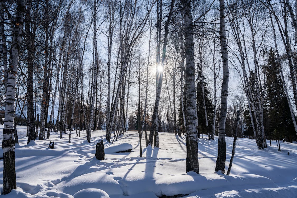 бесплатная Бесплатное стоковое фото с березы, деревья, зима Стоковое фото