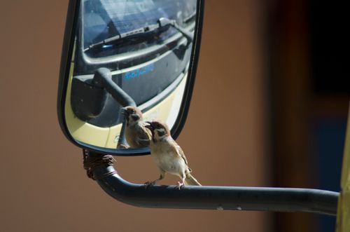 Free Bird and the mirror Stock Photo