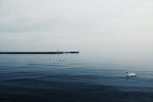 Free stock photo of melancholic, sea, swan