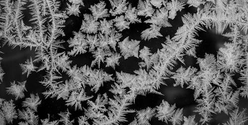 Grayscale Photo of Snow Flakes on Pine Tree