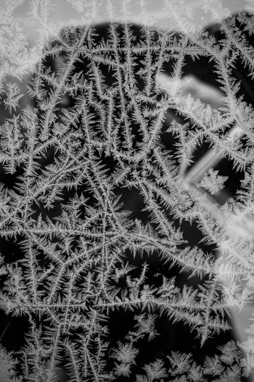 Immagine gratuita di acqua, ago, albero