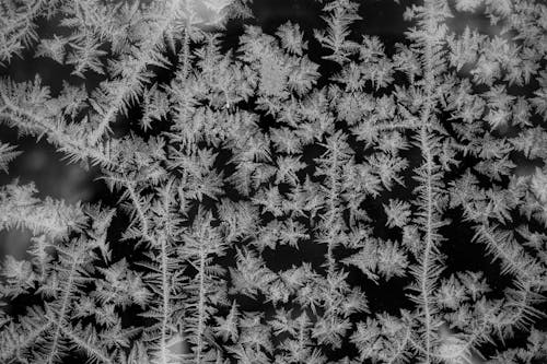 Grayscale Photo of Snowflakes