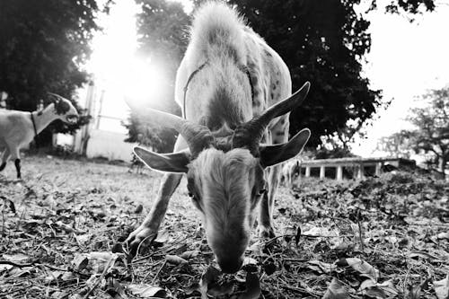 Free stock photo of animal, goat, indian