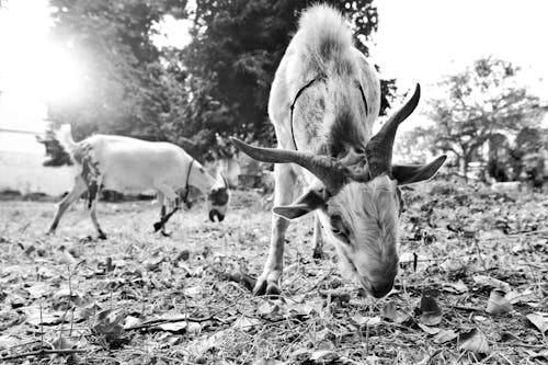 Free stock photo of animal, goat, indian