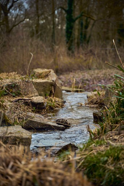 Fotomural Escena serena de bosque otoñal con un arroyo fluyendo entre rocas y hierba.