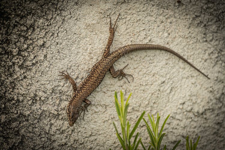 Close-up Of A Common Wall Lizard