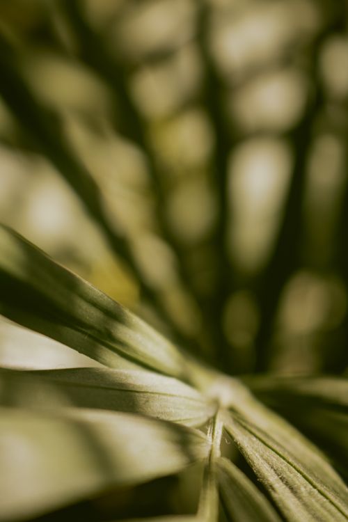 Free Artistic shot of palm leaves with soft sunlight filtering through, highlighting green textures. Stock Photo