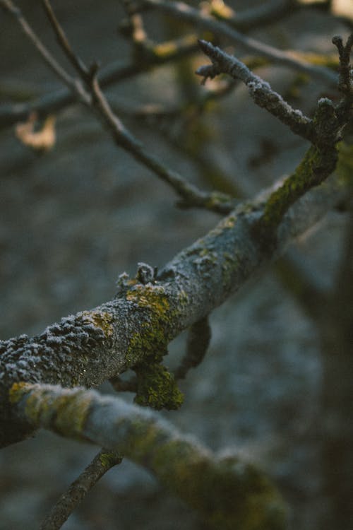 Základová fotografie zdarma na téma detail, flóra, les