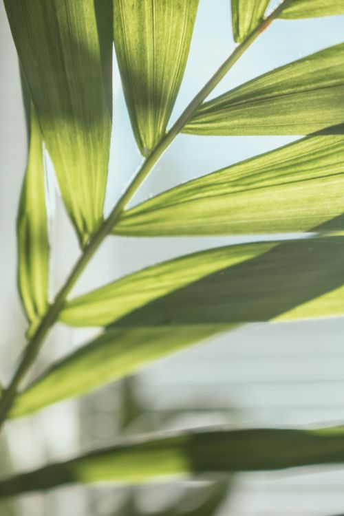 Free A close-up view of sunlit green leaves showing delicate shadows, highlighting nature's beauty. Stock Photo