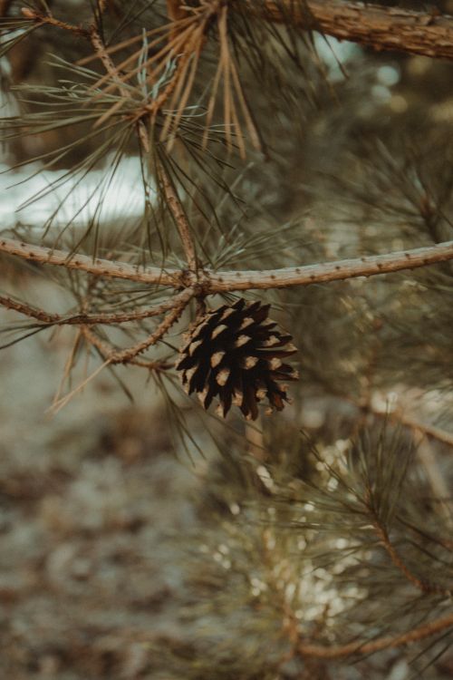 Free Detailed view of a pine cone hanging from a tree branch in a natural outdoor setting. Stock Photo