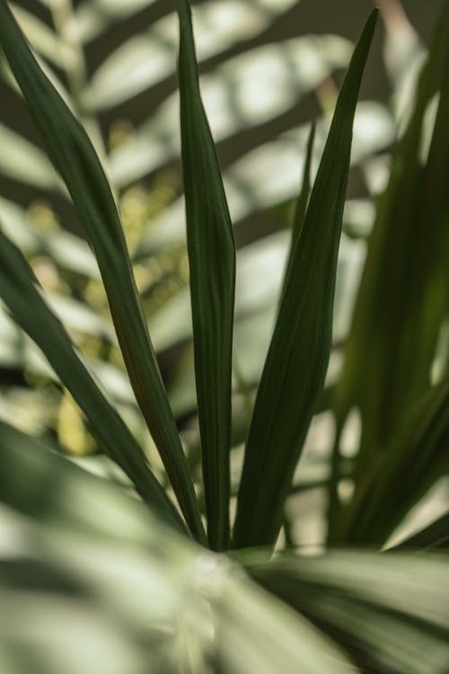 Close-Up Shot of Green Leaves