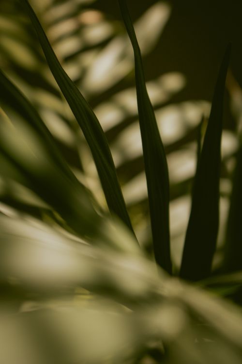 Free Artistic capture of green leaves creating abstract shadow patterns. Stock Photo