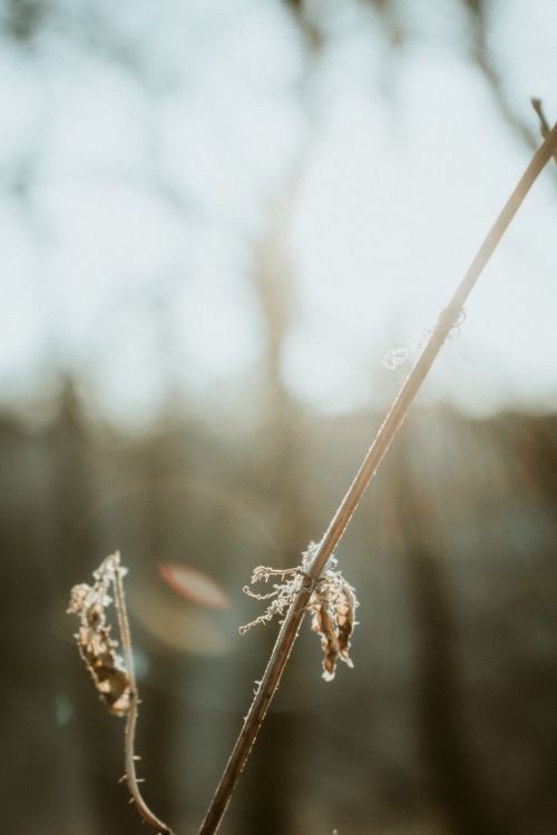 Free A serene close-up of dry branches with sunlight creating a beautiful natural scene. Stock Photo
