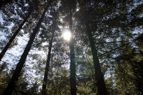 Foto d'estoc gratuïta de arbres, bosc, boscos