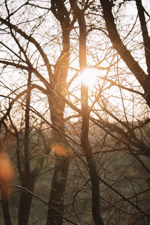 Photos gratuites de arbres, coucher de soleil, fond d'écran mobile