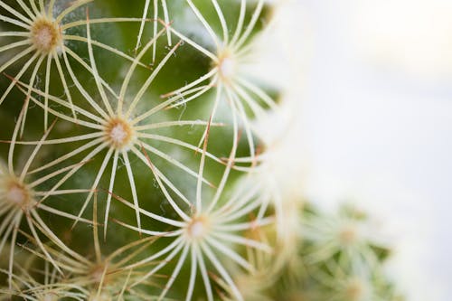 Foto profissional grátis de cacto, cactos, ecológico