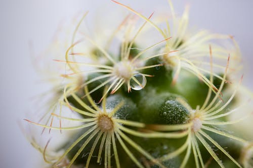 Fotos de stock gratuitas de cactus, con espinas, espinas