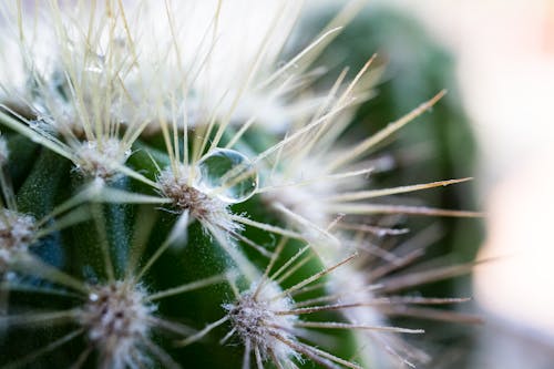 Fotos de stock gratuitas de cactus, con espinas, espinas