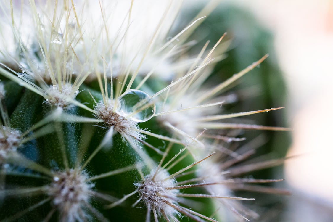 free-stock-photo-of-cacti-cactus-cactus-plant