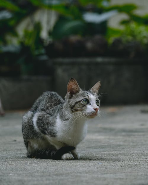 Foto profissional grátis de animal de estimação, bigodes de gato, bonitinho