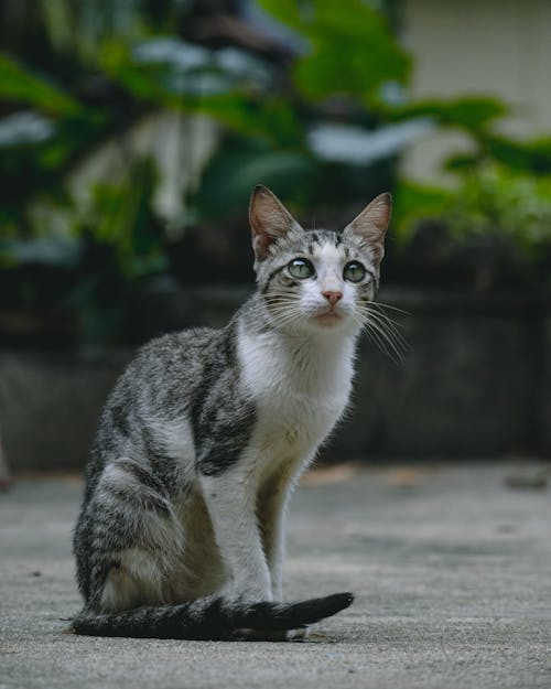 Close-Up Shot of a Cat 