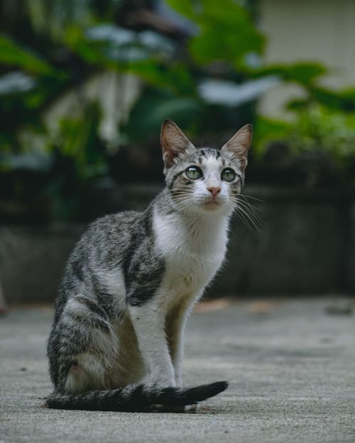 Free A tranquil grey tabby cat sits in a lush garden, capturing a peaceful moment. Stock Photo