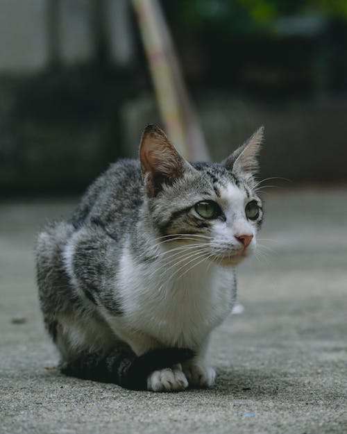 Close Up Photo of a Cat