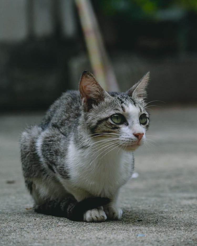 Close Up Photo Of A Cat