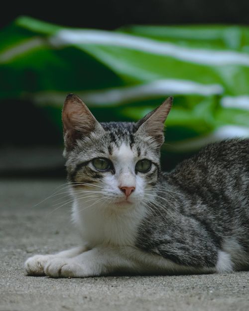 Free Close-up portrait of a tabby cat lying outdoors on a concrete surface. Stock Photo
