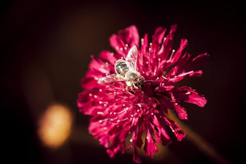 ピンクの花にとまる蜂のマクロ写真