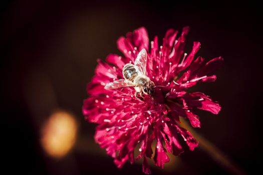 特写镜头展示了一只蜜蜂在一朵充满活力的红花上采集花蜜，细致呈现了花瓣和昆虫的解剖结构