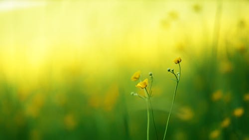 Foto Fokus Selektif Bunga Kelopak Kuning