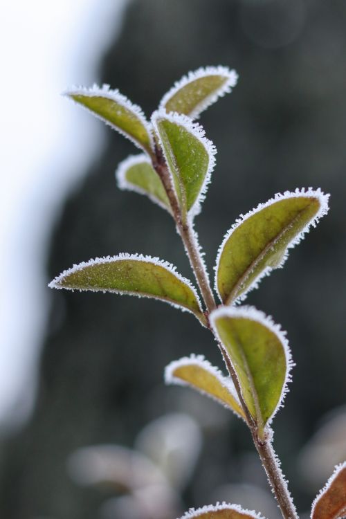Free Close-up of frost-covered leaves on a plant captured on a cold winter morning. Stock Photo