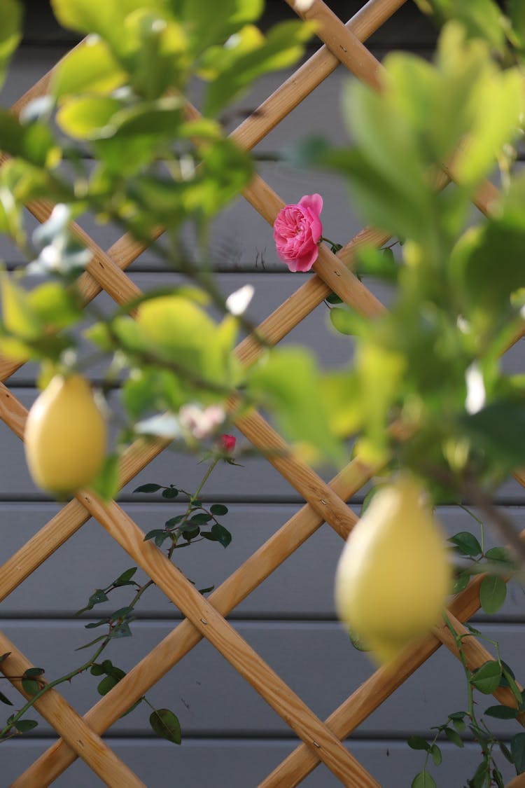 Flower Growing On Fence Outdoors