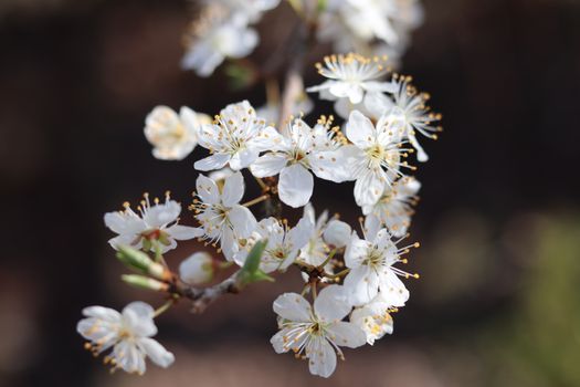 Close-Up Shot of Blooming White Flowers
