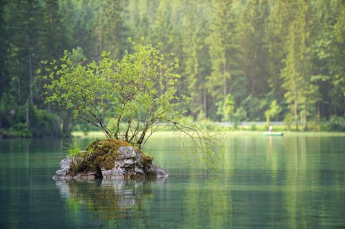 Groene Doorbladerde Plant Op Waterlichaam